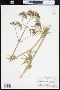 Valeriana officinalis image