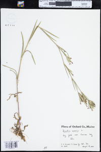 Dianthus armeria image