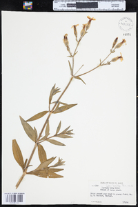 Silene latifolia image