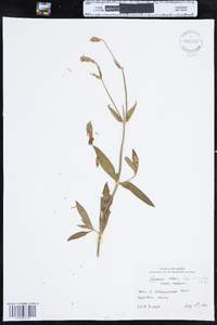 Silene latifolia subsp. alba image