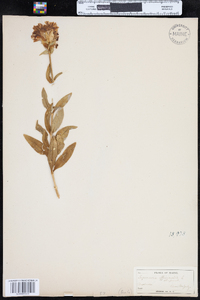 Saponaria officinalis image