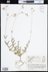 Silene vulgaris image