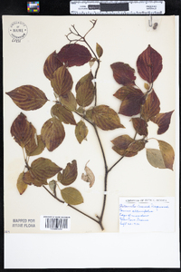 Cornus alternifolia image