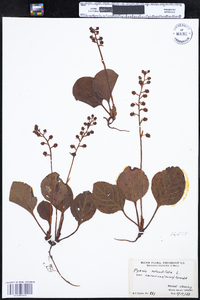 Pyrola americana image