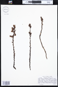 Monotropa hypopithys image