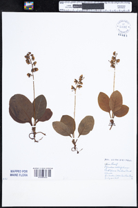 Pyrola elliptica image