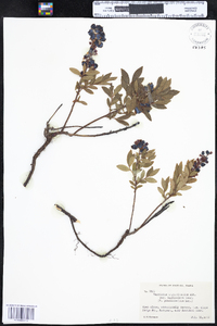 Vaccinium angustifolium image