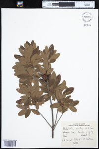 Rhododendron canadense image