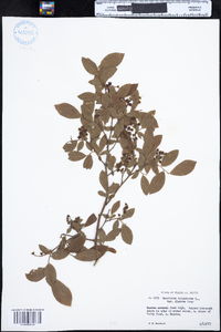 Vaccinium corymbosum image