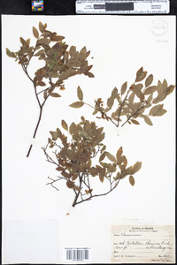 Vaccinium myrtilloides image