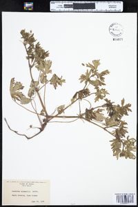 Geranium bicknellii image