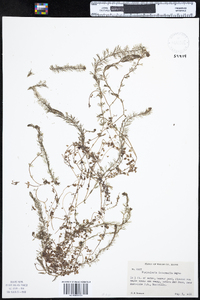 Utricularia intermedia image