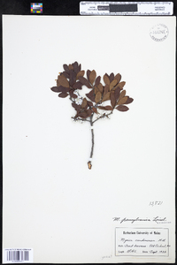 Morella caroliniensis image
