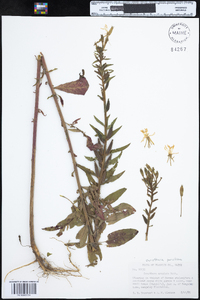 Oenothera parviflora image