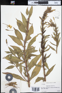 Oenothera biennis image