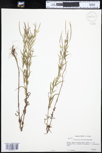 Epilobium leptophyllum image