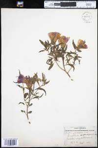 Image of Oenothera grandiflora