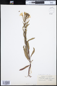 Oenothera parviflora image