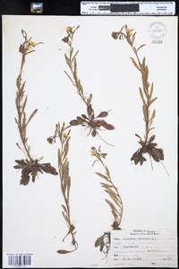 Oenothera perennis image