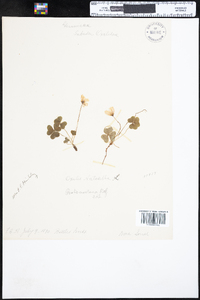 Oxalis montana image