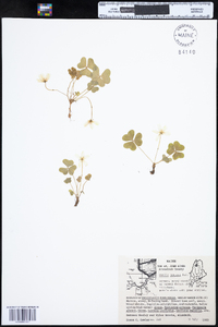 Oxalis montana image