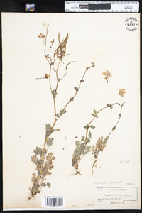 Corydalis sempervirens image