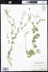 Corydalis sempervirens image