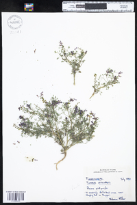 Fumaria officinalis image