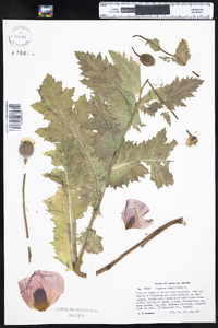 Papaver somniferum image