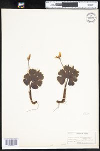 Sanguinaria canadensis image