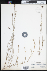 Nuttallanthus canadensis image