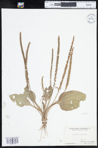 Plantago major image