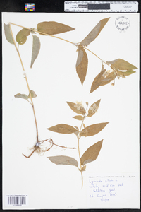 Lysimachia ciliata image