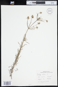 Plantago psyllium image