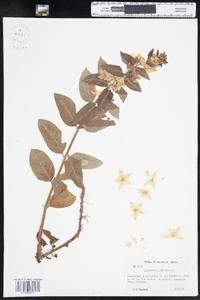 Lysimachia punctata image