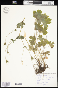 Aquilegia canadensis image