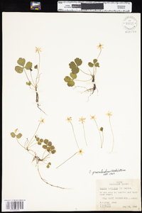 Coptis trifolia image