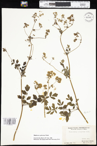 Thalictrum pubescens image