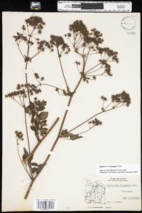 Thalictrum pubescens image