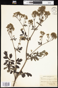 Thalictrum pubescens image