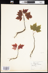 Acer rubrum image