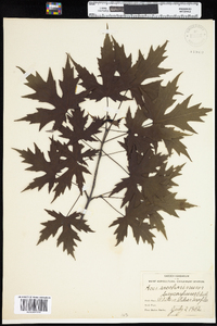 Acer saccharinum image