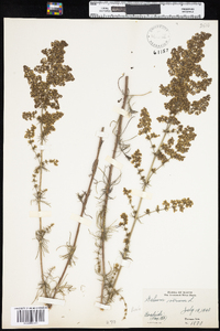 Galium verum subsp. verum image