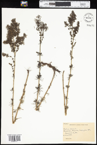 Galium verum subsp. verum image