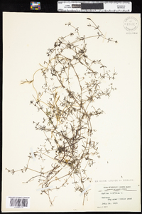 Galium trifidum image