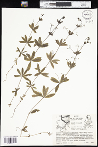 Galium triflorum image