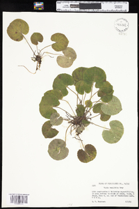 Viola renifolia image