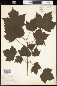 Acer rubrum image