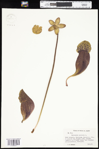 Sarracenia purpurea image