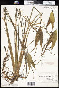 Sagittaria cuneata image